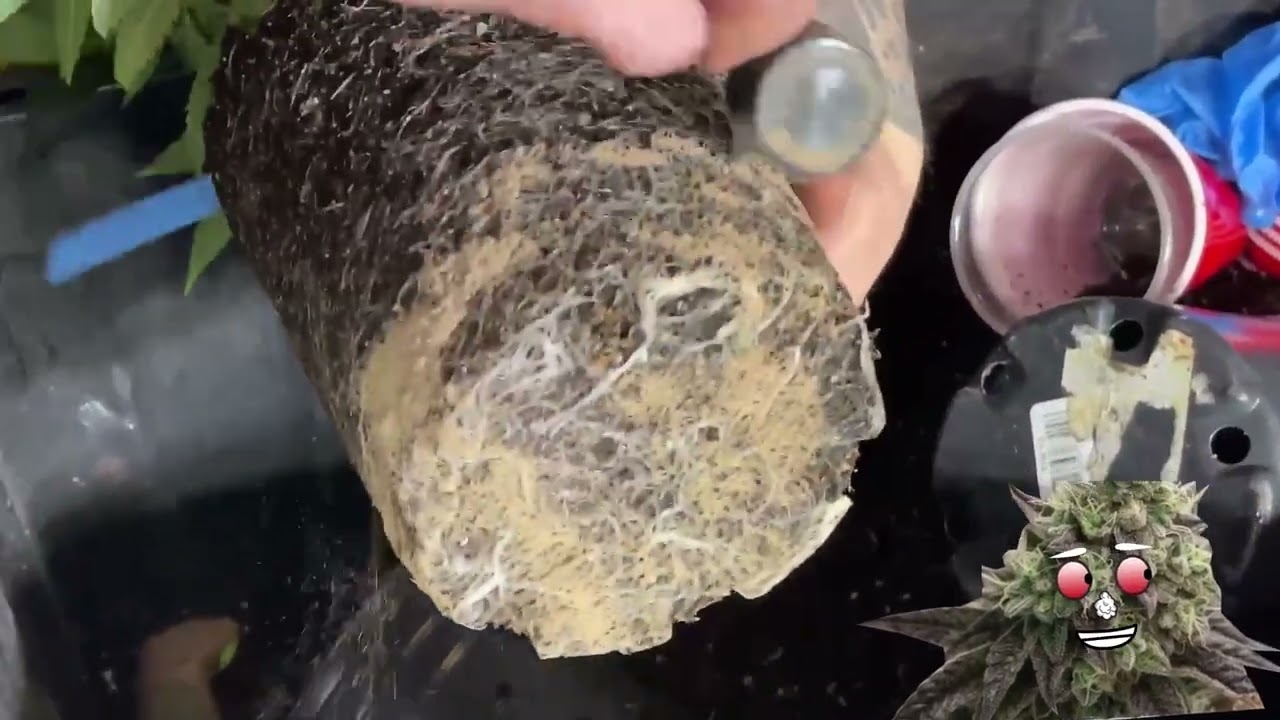 Questions from Instagram - How does Budgrowerdotcom transplant? With Great White