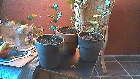 How to grow Lemon trees from store bought lemon seeds.