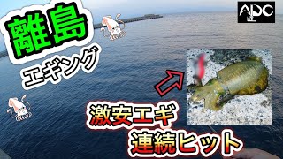 【エギング】イカだらけの離島でアオリイカ釣り‼︎　☆Amazon激安エギ連続ヒット☆『新潟　粟島　堤防』