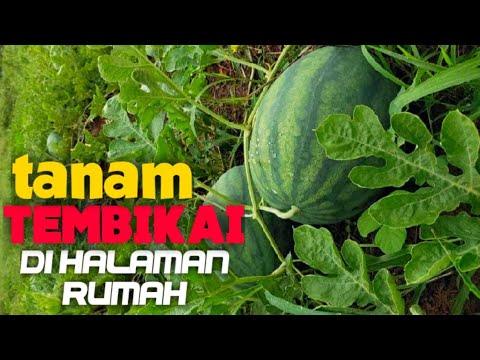 Video: Tumbuh Tembikai Di Luar Rumah