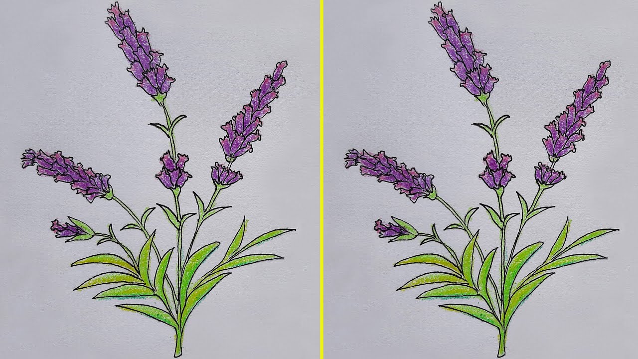 How To Draw Lavender Flowers