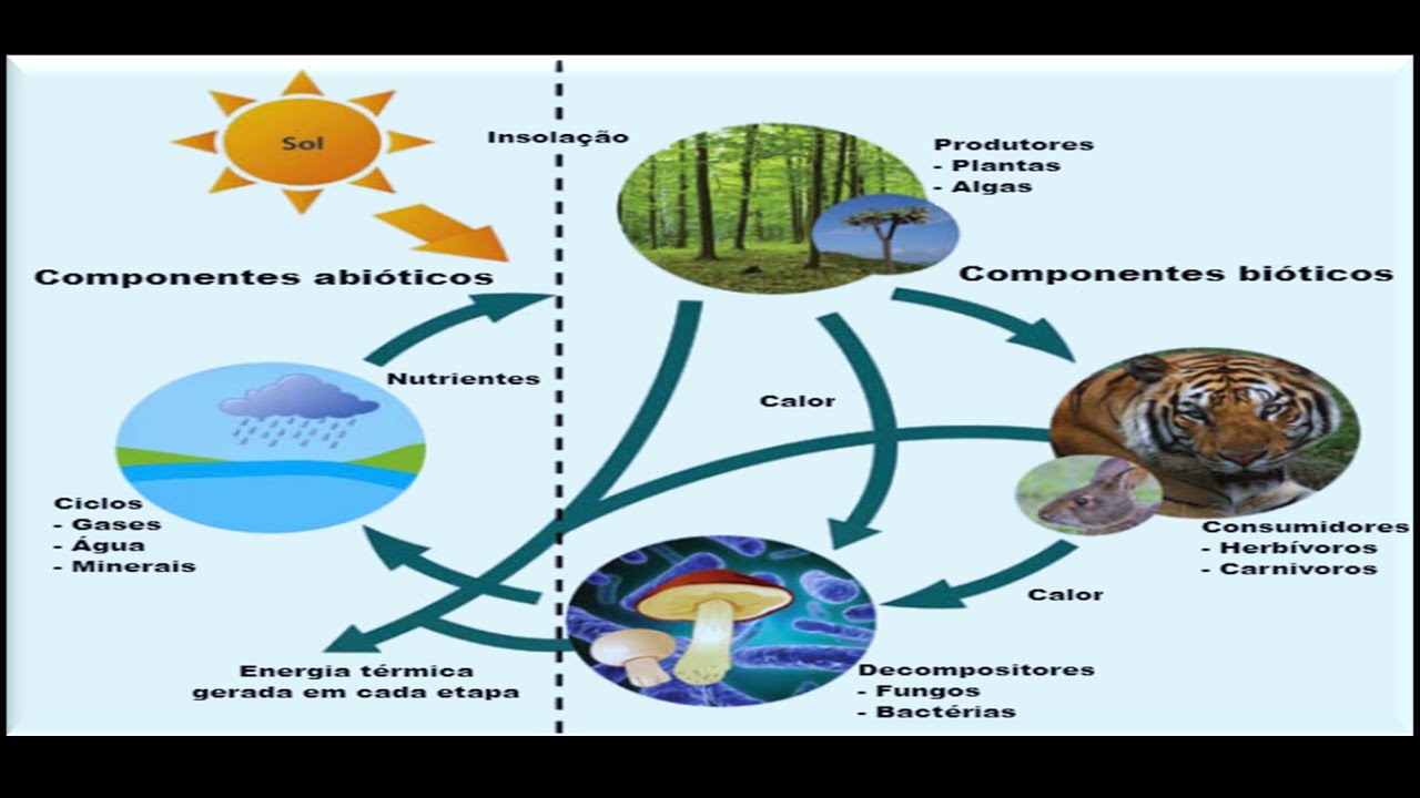 Os Ciclos BiogeoquÍmicos Youtube