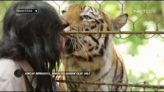 Kedekatan Emosional Antara Cak Soleh dan Mulan Harimau Peliharaannya - Teman Panji