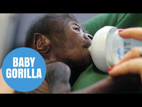 Adorable baby gorilla
