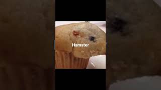 Muffin Hamster