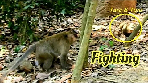 Fighting!! Nealy shock, why big cruel monkey fight...