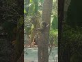 🐿️ Thai Squirrel Climbing a Tree | Bangkok, Thailand