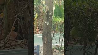 🐿️ Thai Squirrel Climbing a Tree | Bangkok, Thailand