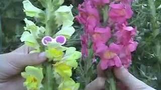 Video voorbeeld van "Shit Makes The Flowers Grow by Folk Uke"