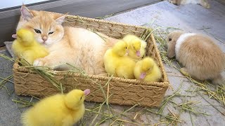Daily life of the kitten Loki, ducklings and bunnies