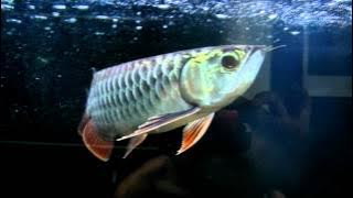 Arowana@Lui Collection12