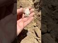 Crude Point#arrowheadhunting #treasuresearch #americanindian #rockhounding #ancientrelics #arrowhead