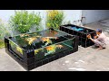 How To Make Cool backyard Koi pond with 4 Glass - Design And Decorations