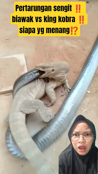 fierce battle ‼️ who wins ⁉️ #animals #snake #reptiles #cobra #shortsfeed #lizard