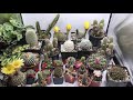 Cacti Bloom Time Lapse Extended video