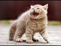 ПРИКОЛЫ  Смешное видео с кошками 2016 - Самое лучшее! Забавные кошки