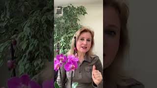 Просто добавь чеснок в воду, а орхидеи подарят позитив и отличное настроение😘🌺🥰