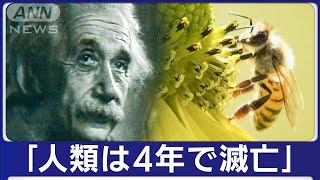 アインシュタインが警告した未来が目の前に!?“ミツバチ絶滅”で人類に迫る食料危機(2023年10月1日)