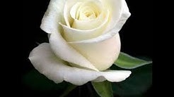 Mawar Bodas Lirik Lagu  - Durasi: 7:12. 