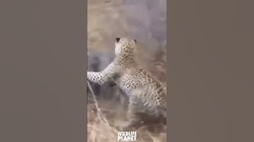 Hyena Vs Warthog Vs Leopard 🐆 #wildlife #trending #animals #shorts #leopard