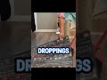 Hantavirus Outbreak 10