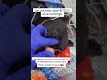 Every small or big donation can help save our poor dog get treatment#usa #uk #canada #germany #reels