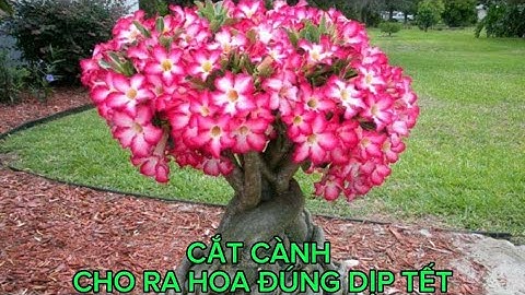 Kinh Nghiêm Cắt Tia Cành Cho Cây Sứ Ra Hoa Đúng Dịp Tết