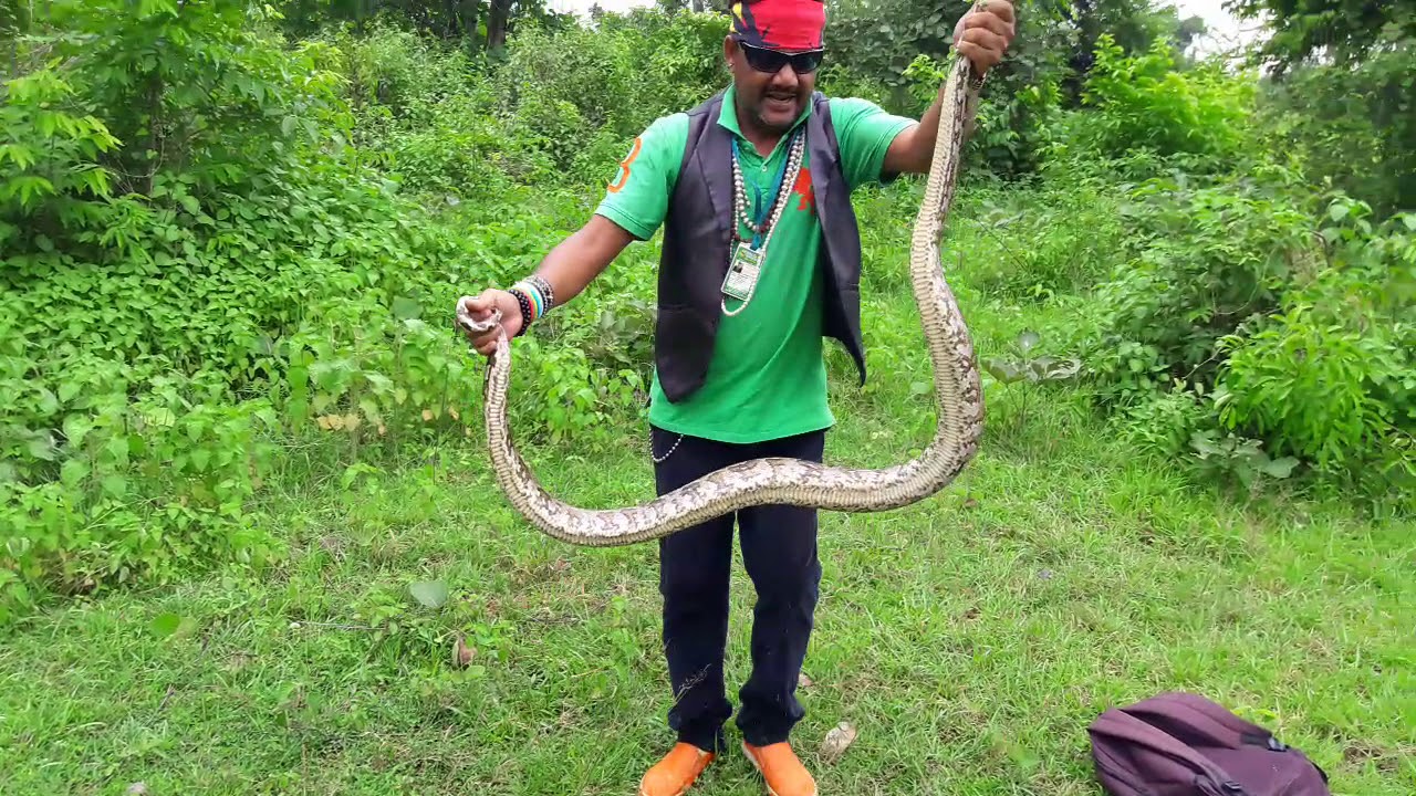 शक्ति शाली साँप अजगर (Python) को जंगल में छोड़ दिया snake rescue team Panchet dam (N G O)