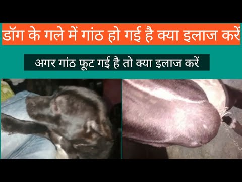 वीडियो: मेरा कुत्ता क्यों कंपकंपी और उल्टी है?