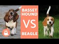 Differences between beagles and basset hounds の動画、YouTube動画。