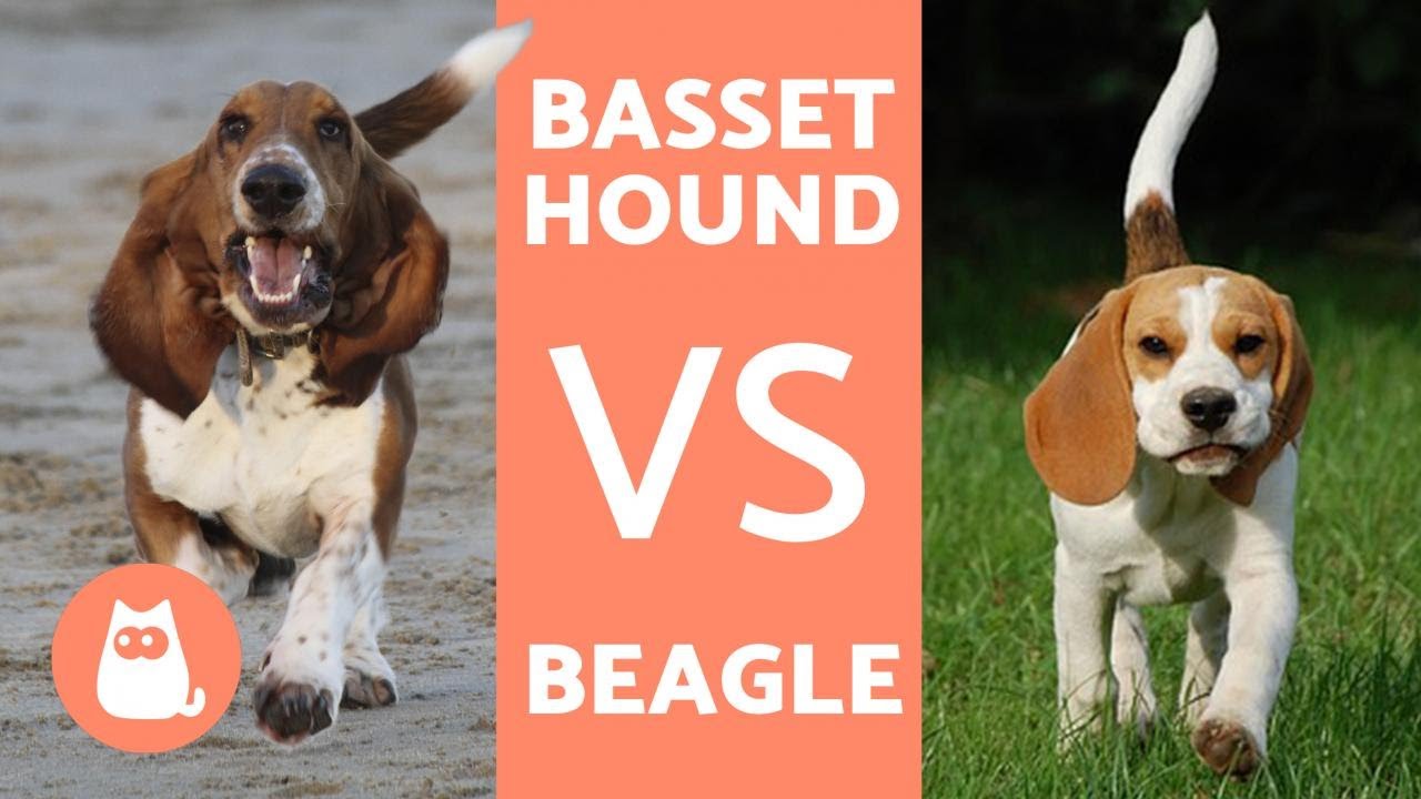 Differences Between Beagles And Basset Hounds Youtube