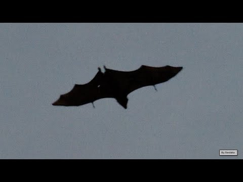 Video: In Australia, Una Massiccia Pestilenza Di Volpi Volanti (pipistrelli Della Frutta) - Visualizzazione Alternativa