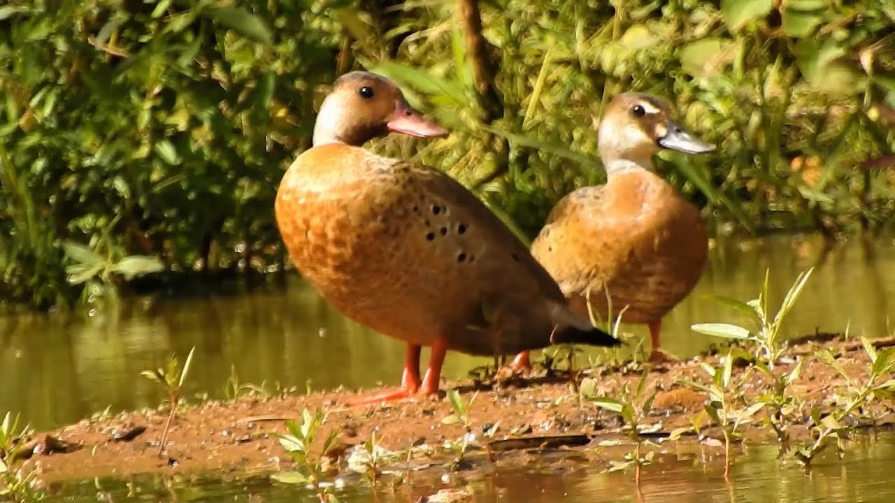 Couple of Mallard in the wind swing, Wild-Ducks, Brazilian Teal