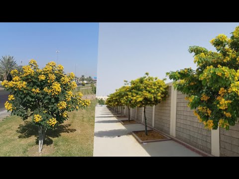 مزهرة طول العام شجرة سريعة النمو وتحتمل الحر والبرد معمرة و مزهرة طول السنة الأكاسيا