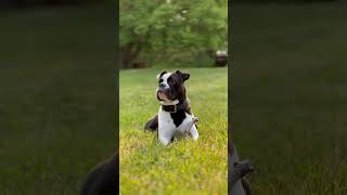 Bella The American Bulldog #dog #karnal #bulldog #kenora #puppy #winnipeg
