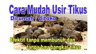 Cara Usir Tikus Ditoko dirumah, mudah , murah, efektif, berhasil