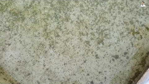 Đi Tìm Nguyên Nhân Trứng Ếch Nở 0%