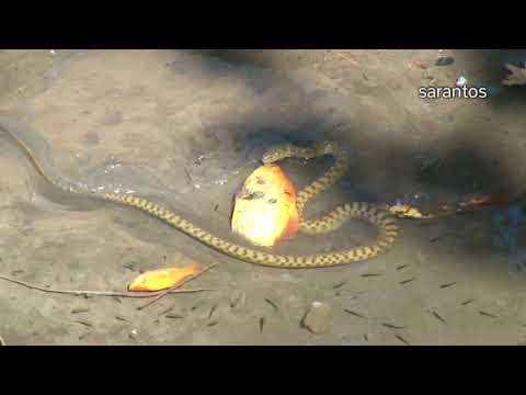 Ιmpressive scene of nature with fish and snakes /drone/ Εντυπωσιακή σκηνή με ψάρι στο στόμα φιδιού