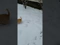 chubby chihuahua playing in snow