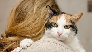 Premier vaccin contre l'allergie au chat : comment fonctionnetil ?