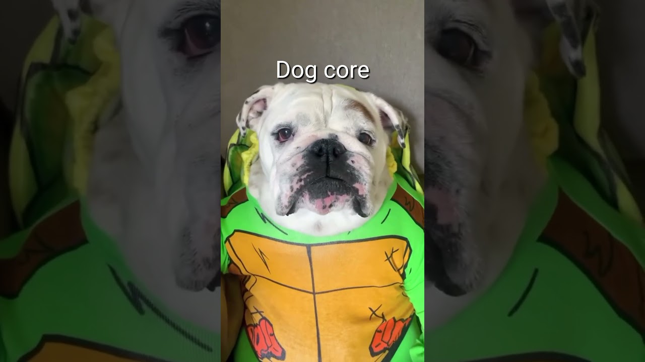 Dog core🤣Positive energy bomb💣 