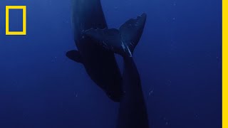 マッコウクジラの授乳 | ディズニープラス | ナショジオ