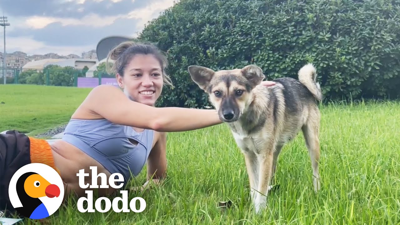 Pro Athlete Rescues Stray Dog Who Kept Showing Up To Practice  The Dodo