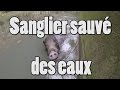 Sanglier sauvé des eaux par des chasseurs !