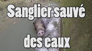 Sanglier sauvé des eaux par des chasseurs ! GoPro 3 BE