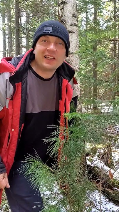 а знали ли вы???😊😊если приложить ухо к берёзе то можно услышать...😊😊🌲🌲🌲 ...