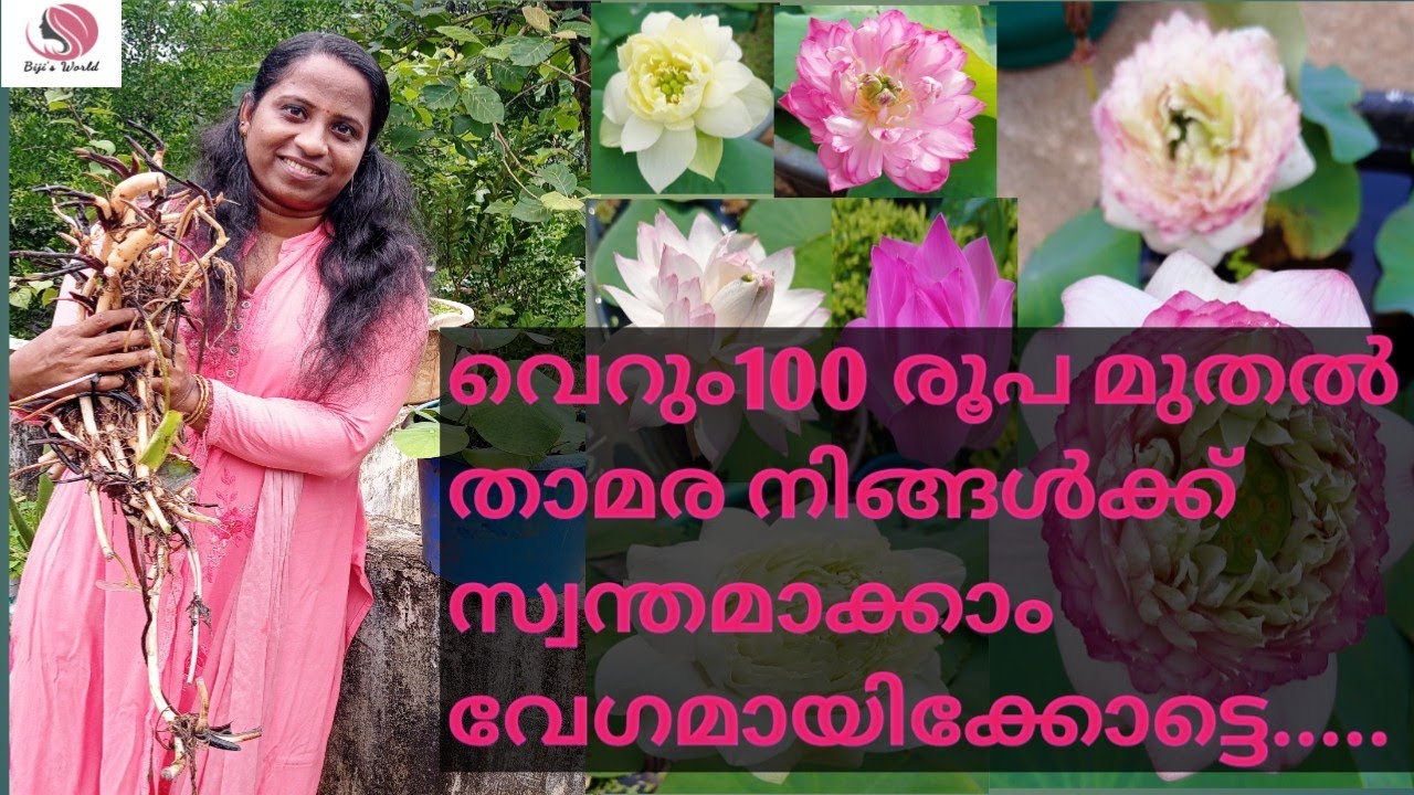 താമരയുടെ Tuber 100 Rട. രൂപ മുതൽ  വിൽപനക്ക്