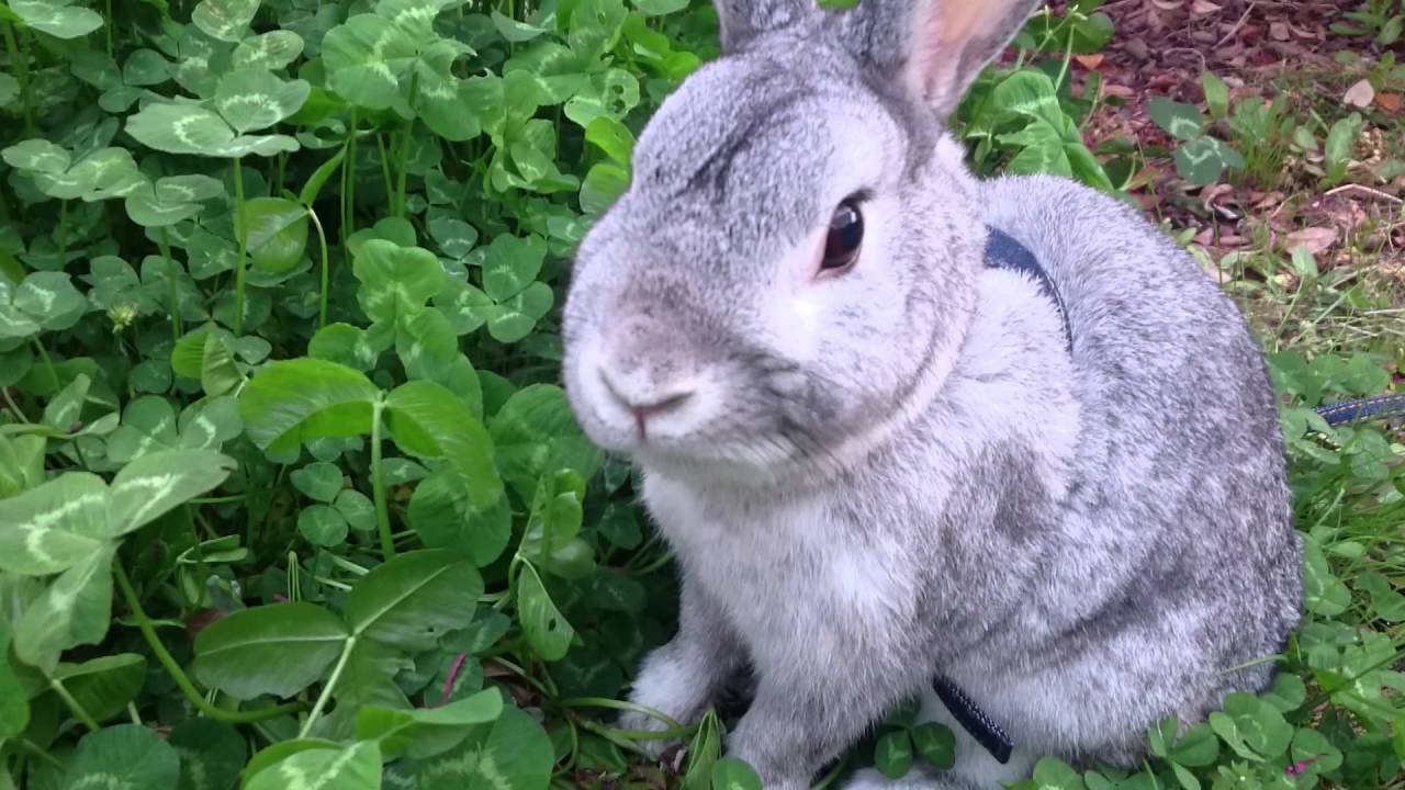 うさぎ クローバーは美味しいな Youtube