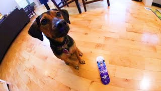 PUPPY LEARNS TO HANDBOARD?!