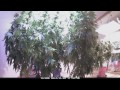 Marijuana Growing Time Lapse Video LED's BEAT HID! LED vs HID. LED vs MH. LED for Growing Weed.